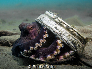 Coconut Octopust trying to hide by Beate Seiler 